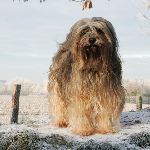 Tibet Terrier im Schnee