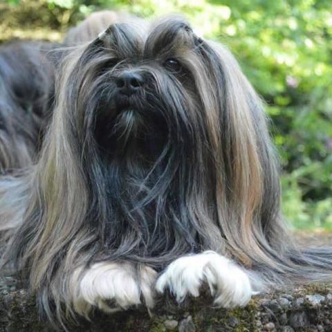 Lhasa Apso