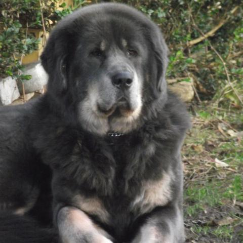 Do Khyi liegend im Garten