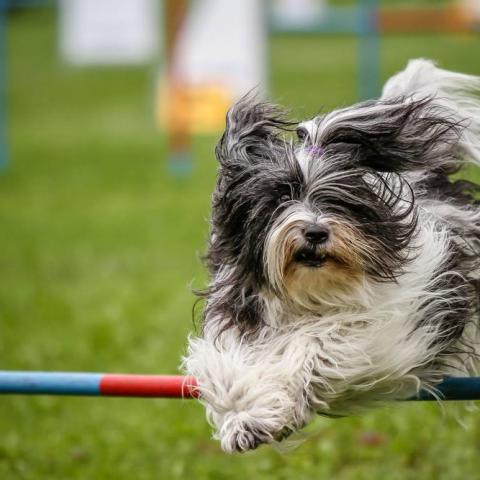 Tibet Terrier Hündin beim Agility