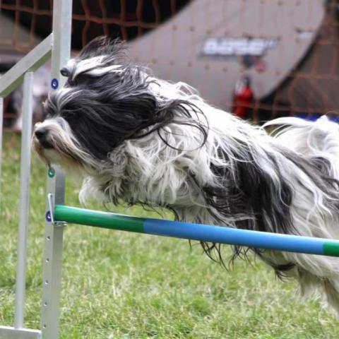 Tibet Terrier Hündin im Agilitiy Parcour