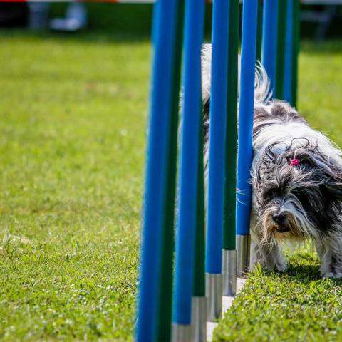 Tibet Terrier beim Sport