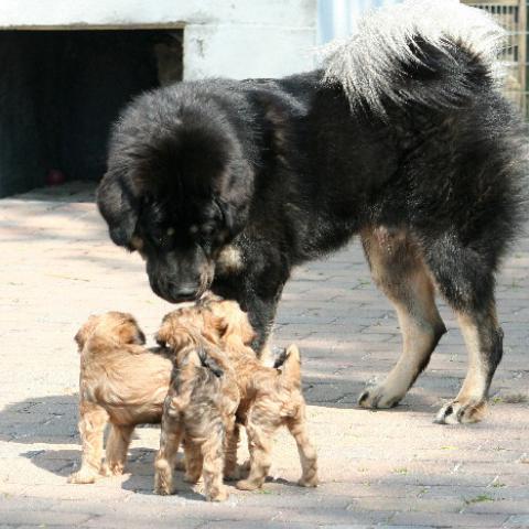 Do Khyi und Tibet Terrier Welpen