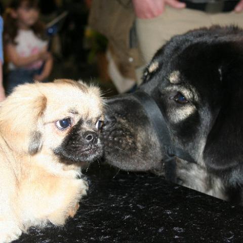 Do Khyi mit Tibet Spaniel