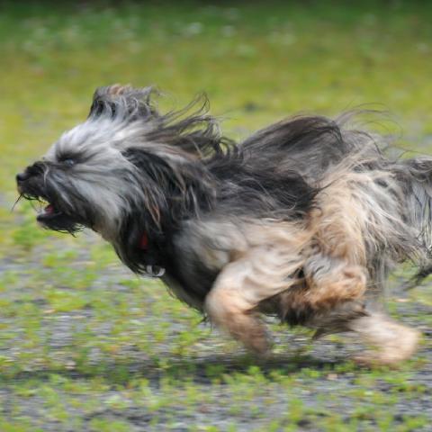 Tibet Terrier Wirbelwind