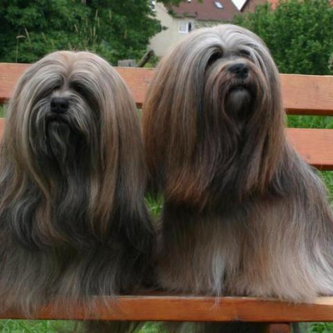 Lhasa Apso Hündinnen