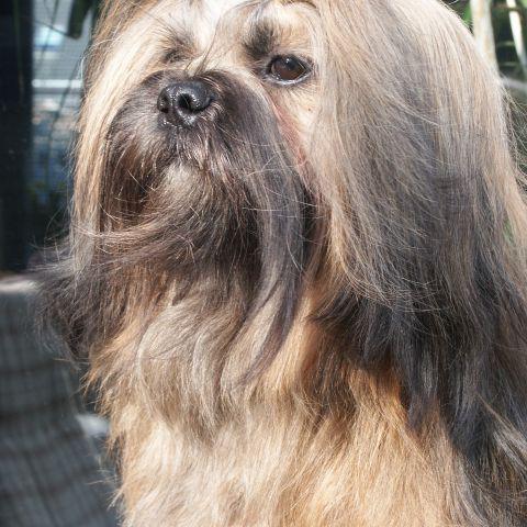 Lhasa Apso Rüde Bruce