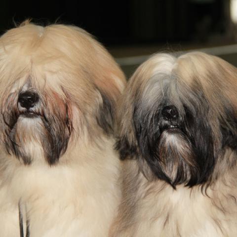 Lhasa Apso Junghunde