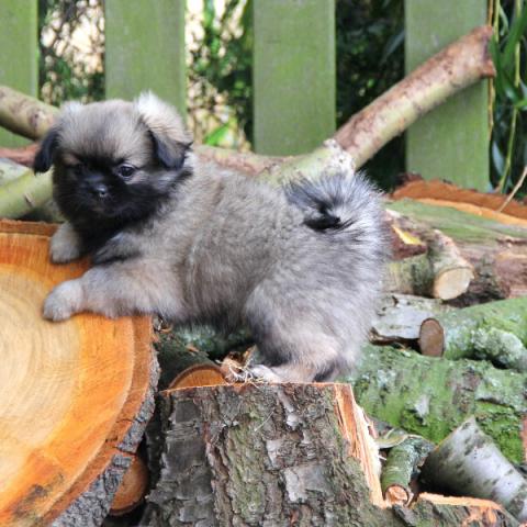 Tibet Spaniel Baby