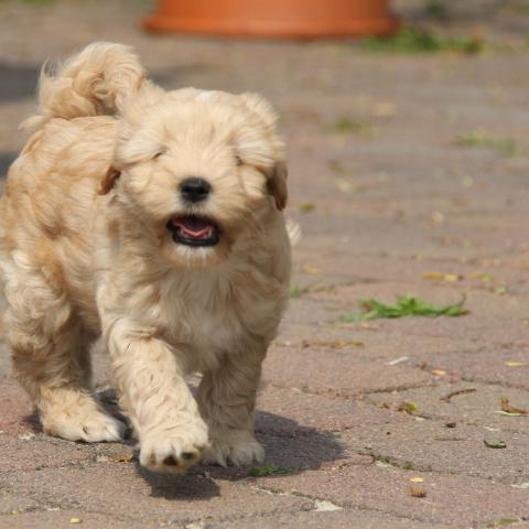 Tibet Terrier Welpe gold