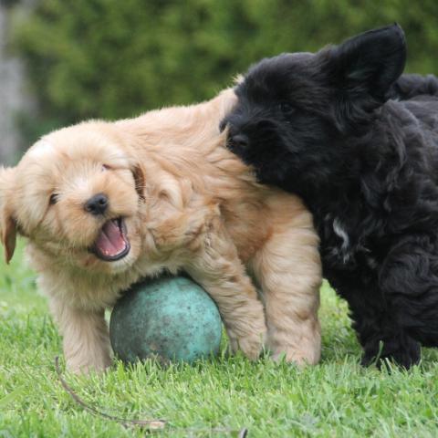 Tibet Terrier Welpen beim Spiel