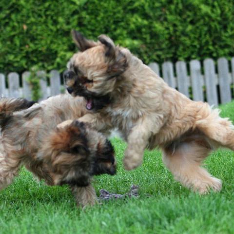 Tibet Terrier Welpen Kampfspiele