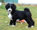 Boshay's Tibet Terrier R-Wurf; Rishi sucht ein schönes Zuhause