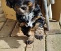 Tibet Terrier Welpe vom verlorenen Tal
