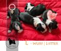 Tibet Terrier Welpen, 4 Hündinnen