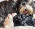 Boshay's Tibet Terrier S-Wurf Welpen Nima mit ihren Babies 