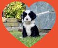 Tibet Terrier Welpe: M-Wurf 2026, Rüde schwarz-weiß | Dog's Wisdom