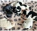 Babys 8 Tage alt
