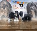 Boshay's Tibet Terrier T-Wurf, die Eltern Sjef und Margo