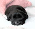 Boshay's Tibet Terrier T-Wurf    Charu  Miss White 