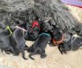 Boshay's Tibet Terrier T-Wurf