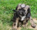 Tibet Terrier Welpe vom verlorenen Tal, Rüde