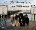 Wir erwarten typvolle Tibet Terrier Welpen, Anfang August 2026. Wir freuen uns auf die Baby`s von Nubo und Leilani