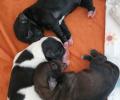Lani`s Welpen sind da! Es sind 2 Hündinnen und ein 1 Rüde! 