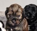 Unser zobel Rüde sucht noch seine neue Familie! Wurftag: 09.08.2026
