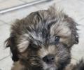 Hallo! Ich bin ein pfiffiger, kleiner Tibet Terrier Rüde. Meine Haarfarbe ist zobel. So gerne möchte ich in ein schönes Zuhause, bei ganz lieben Menschen!