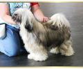 Tibetterrier Rüde Kha-nim Standbild