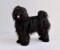 Tibet Terrier, Jumping Kiwis Felix, 19 Monate, im Stand