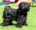 Tibet Terrier, Jumping Kiwis Felix, 25 Monate, BOS, Ausstellung Werl-Bochum